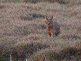 Rooikat 29  Caracal hunting   Rooikat op jag